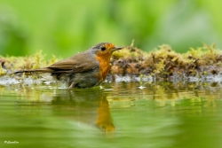 rouge-gorge au bain