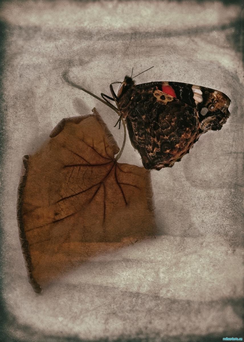 Funeste papillon