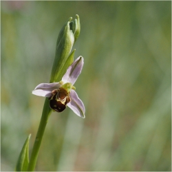 Oprhrys abeille