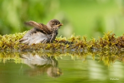 dans le petit bassin !