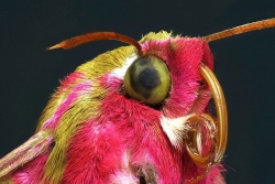 Portrait du Petit sphinx de la vigne(Deilephila pocellus)