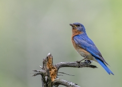 Merle bleu de l'est