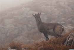Bouquetins dans la brume