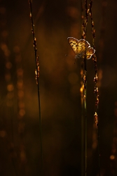Leopardy..