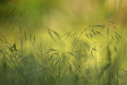 tapis de verdure
