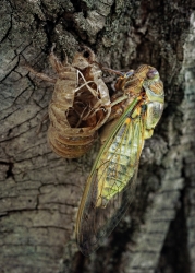 Naissance