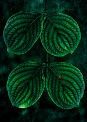 Composition en vert
