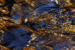 D'or et de lumière