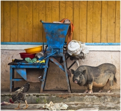 Cochon Vietnamien (Đà Lạt)