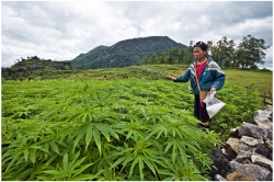 Y'a pas que du riz au Vietnam (sapa)