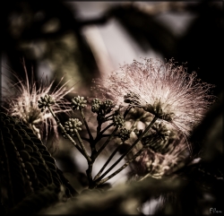 Albizia julibrissin