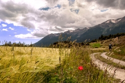 solitude au bord du chemin