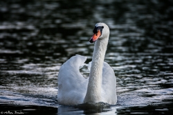 Est-ce qu'il va me faire un "Cygne"
