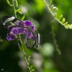 Transparence