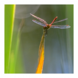 Libellule