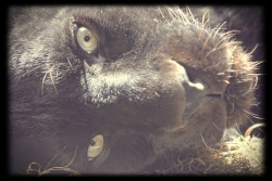 Le regard...