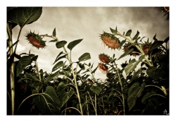Le tristesse du tournesol un soir d'été...