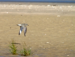 bécasseau sanderling