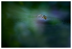 Pastels d'arachnide