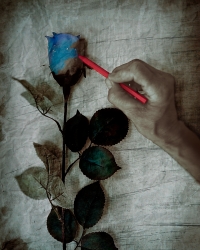 Rouge comme une rose bleue