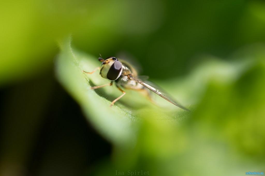 DSC_0557.jpg