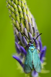 Zygène turquoise sur raiponse