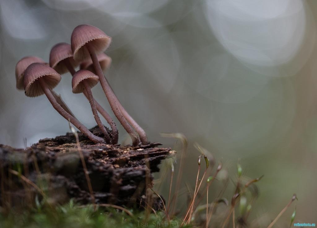 Mousse et champignons
