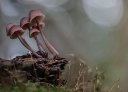 Mousse et champignons