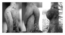 Les secrets de dame Nature !