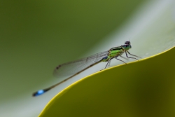 Agrion