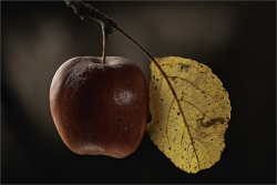 Pomme