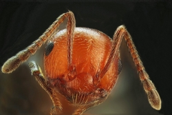 Portraits de fourmis(Crematogaster scutellaris)