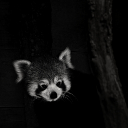 Hello panda