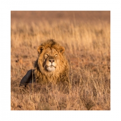 Lions (5)