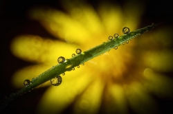 Perles de rosée
