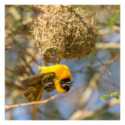 Tisserin jaune (2)