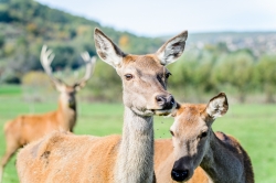 Biche   oh ma biche.