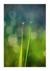 Antennes