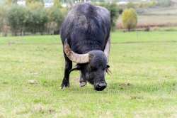 Buffle ou bluff !.........