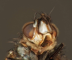 Portrait d'une mouche(Eriothrix)