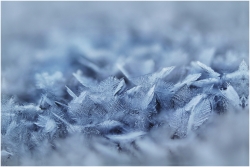 Plumes de givre
