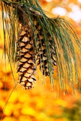 Pomme de pin