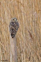 le repos du hibou