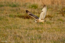 hibou des marais ( un peu plus près )