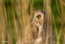 close up de hibou