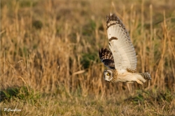 vol du hibou