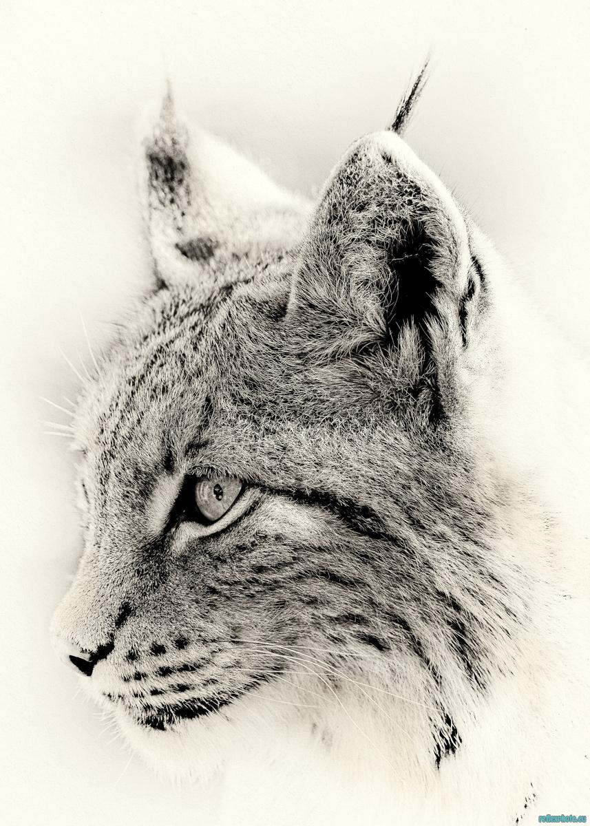 Lynx