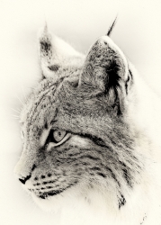 Lynx