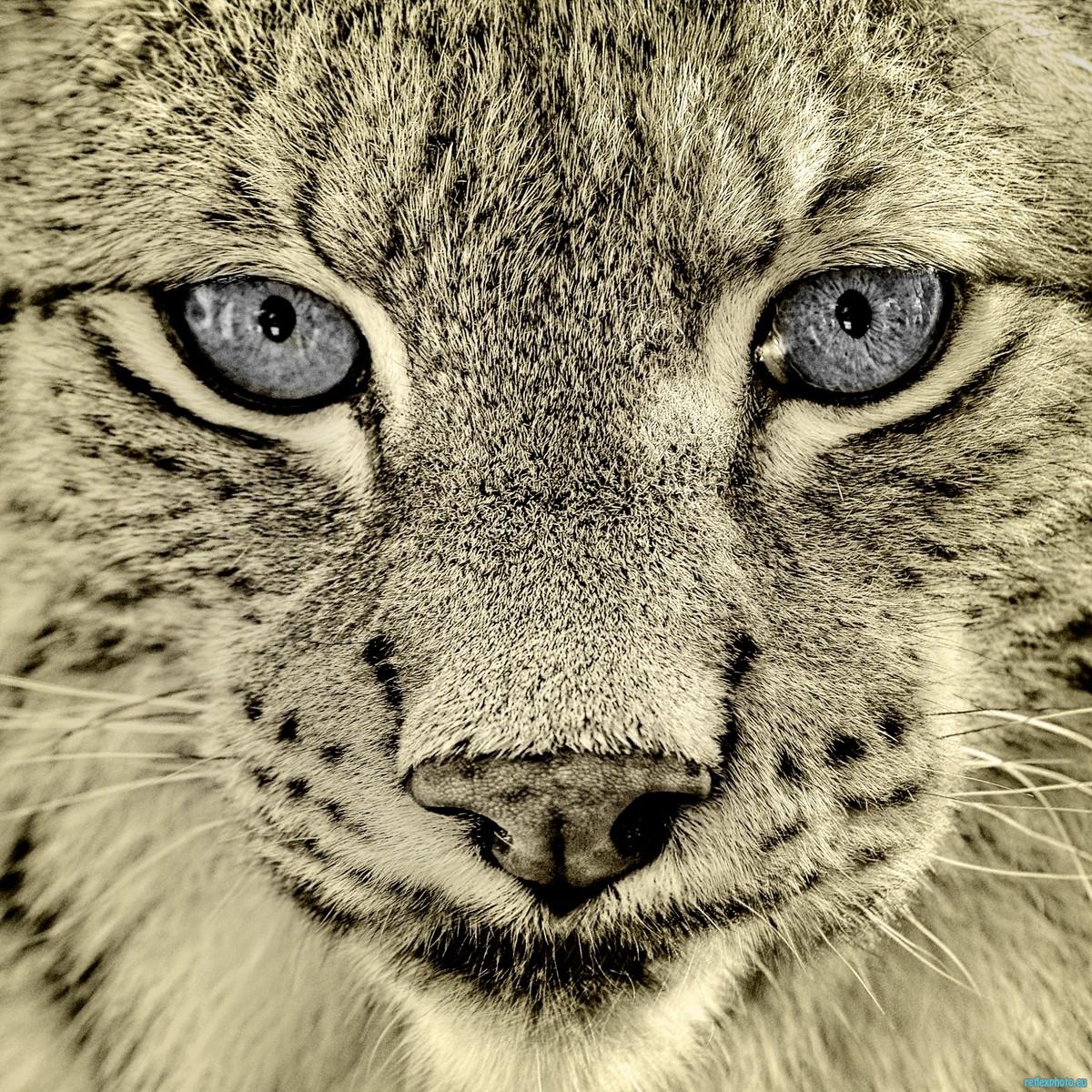Regard d'acier