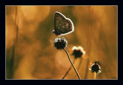 La fin de l'été